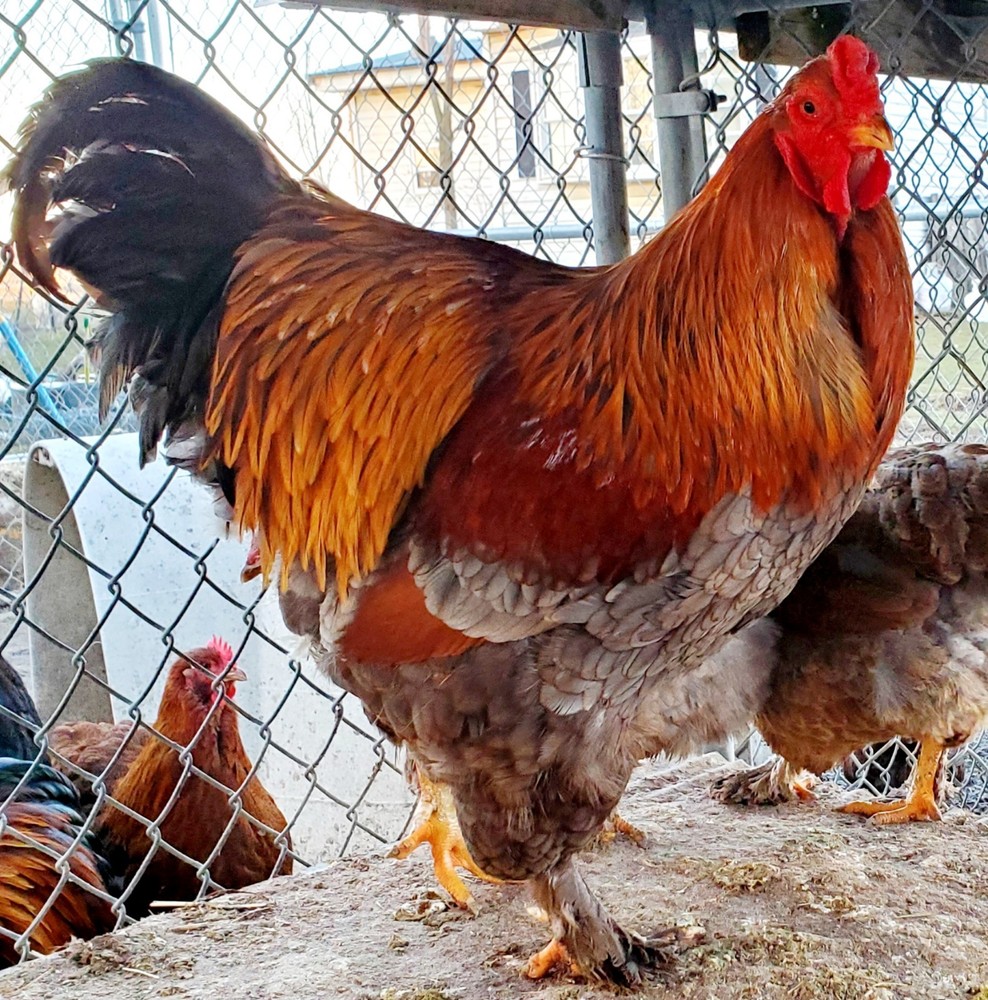 Blue Partridge Brahma Hatching Eggs 8+