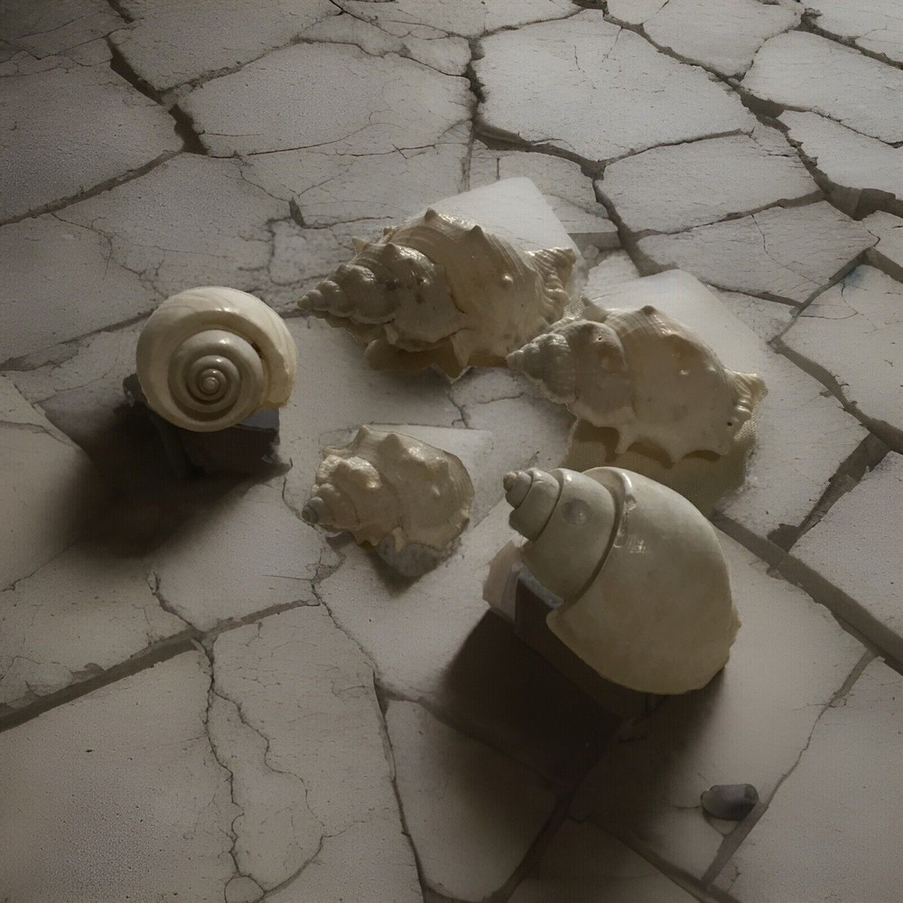 Decorative Shea Shell Mix