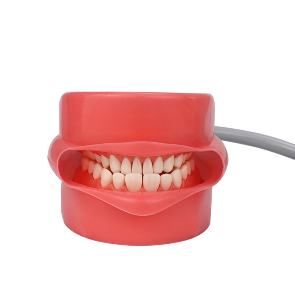 Dental Simulator Mannequin Head Teeth Model Teaching Practicing Head Mold desk
