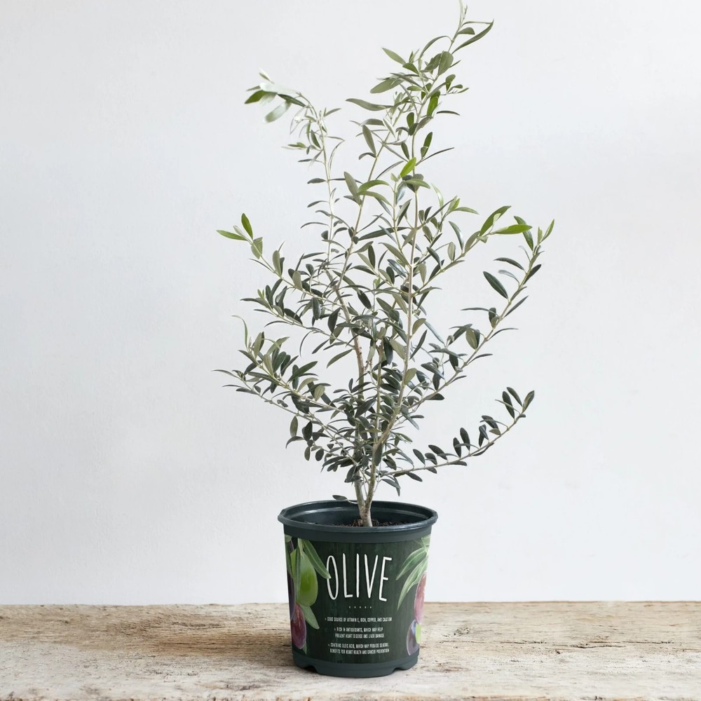Olive Arbequina Plant - 6 in.