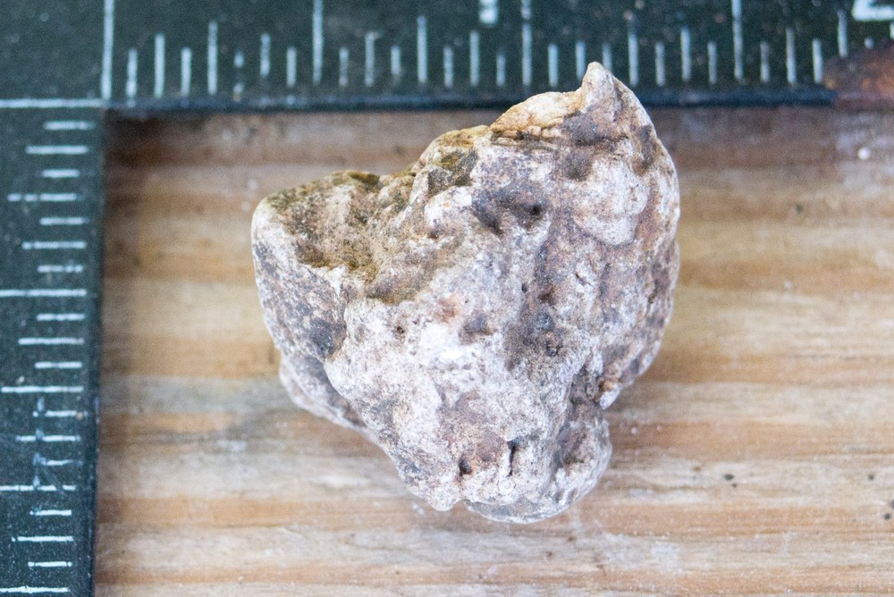 NE Oklahoma Fossil