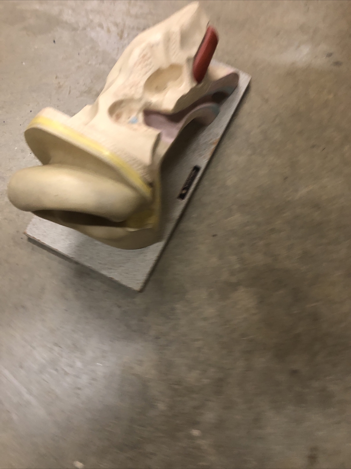 Vintage Anatomical Human Ear Model NYSTROM Medical School