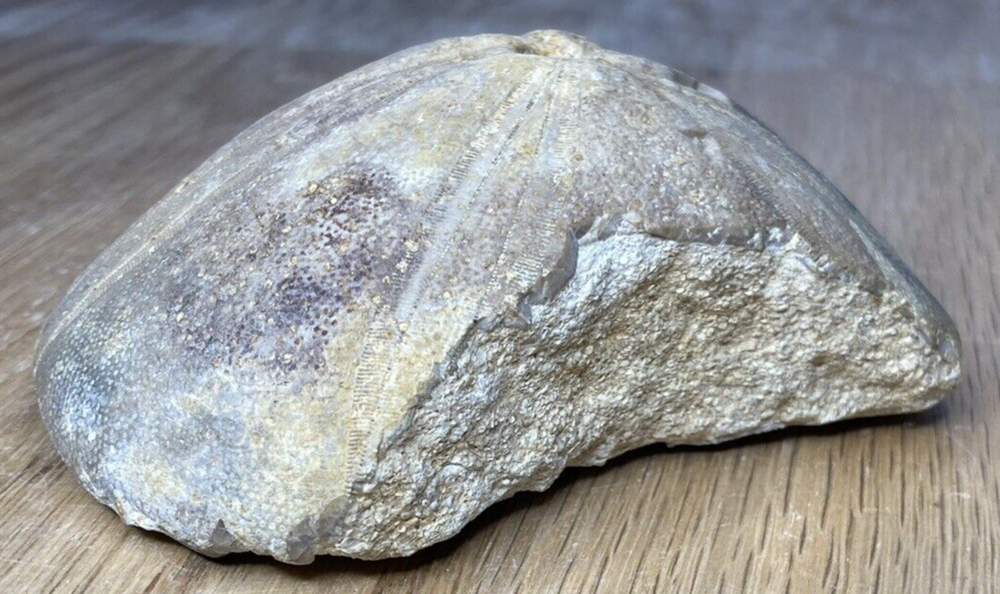 Fossil Specimen, Echinoid, Clypeus Ploti, 101mm