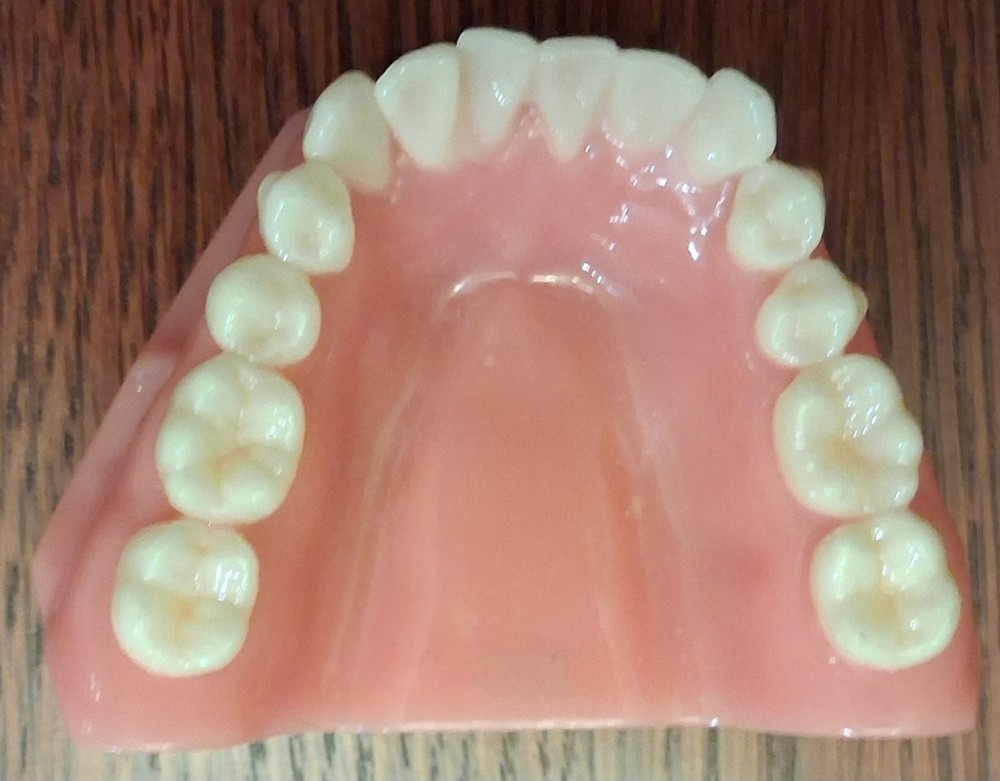 Invisalign Typodont