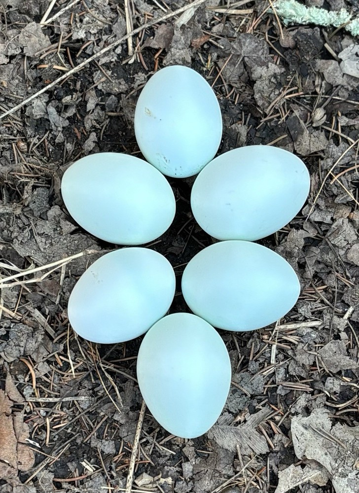 Cream Legbar Hatching Eggs (12 Eggs)