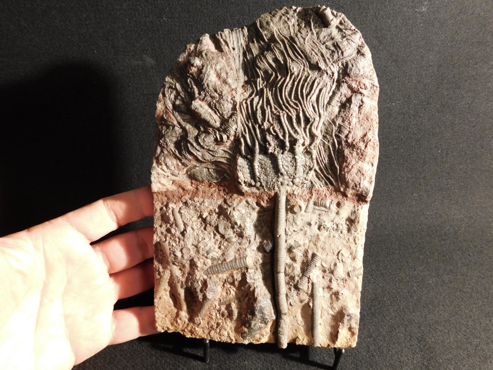 Nice! 430 Million Year Old! CRINOID Fossil or Sea LILY Fossil Morocco 838gr