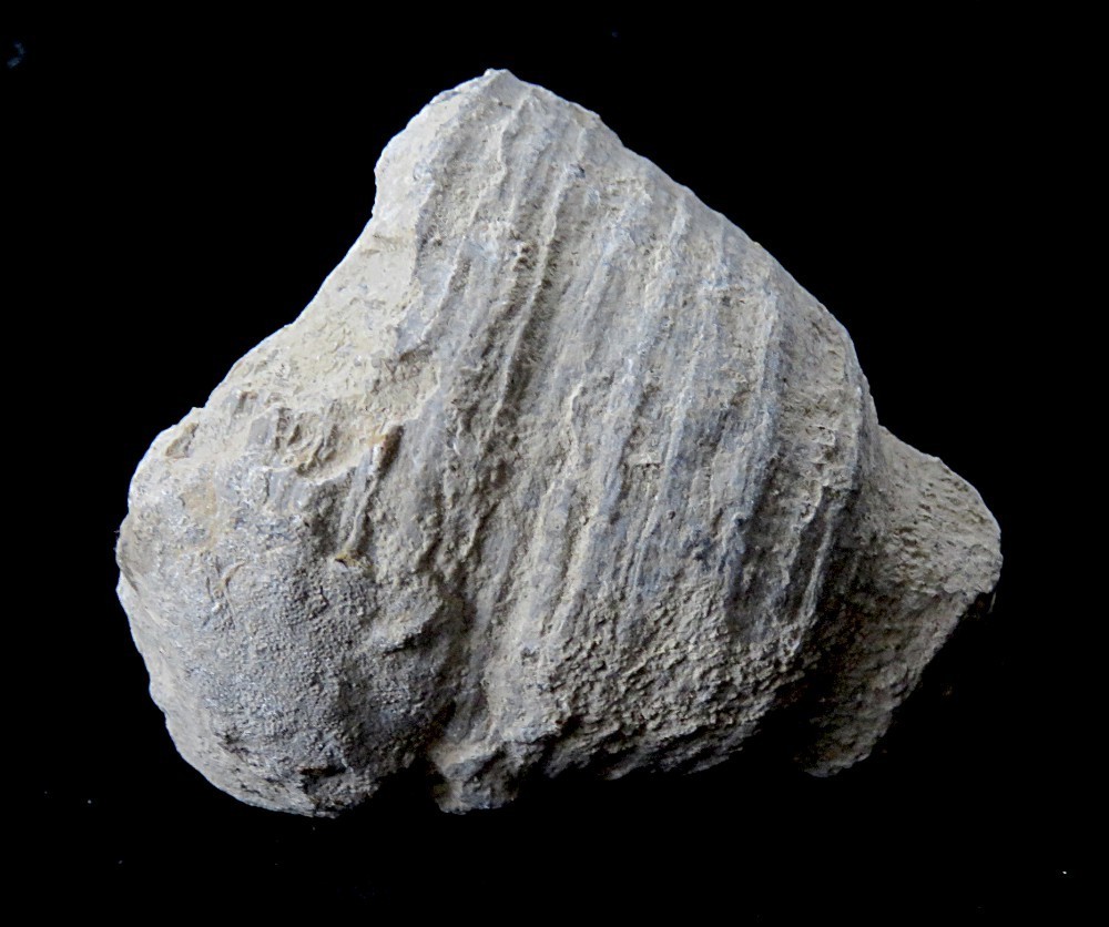 Horn Coral- Heliophyllum bali-2 3/4" x 2 1/4"- Devonian, Genesee County, NY