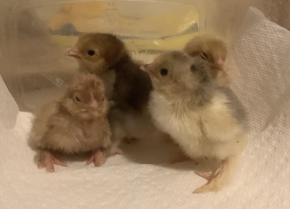 Silkied Bantam Cochin Eggs 12