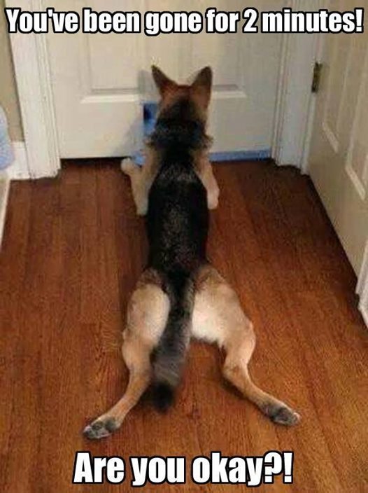 German Shepherd refrigerator magnet 3 1/2 x 4"
