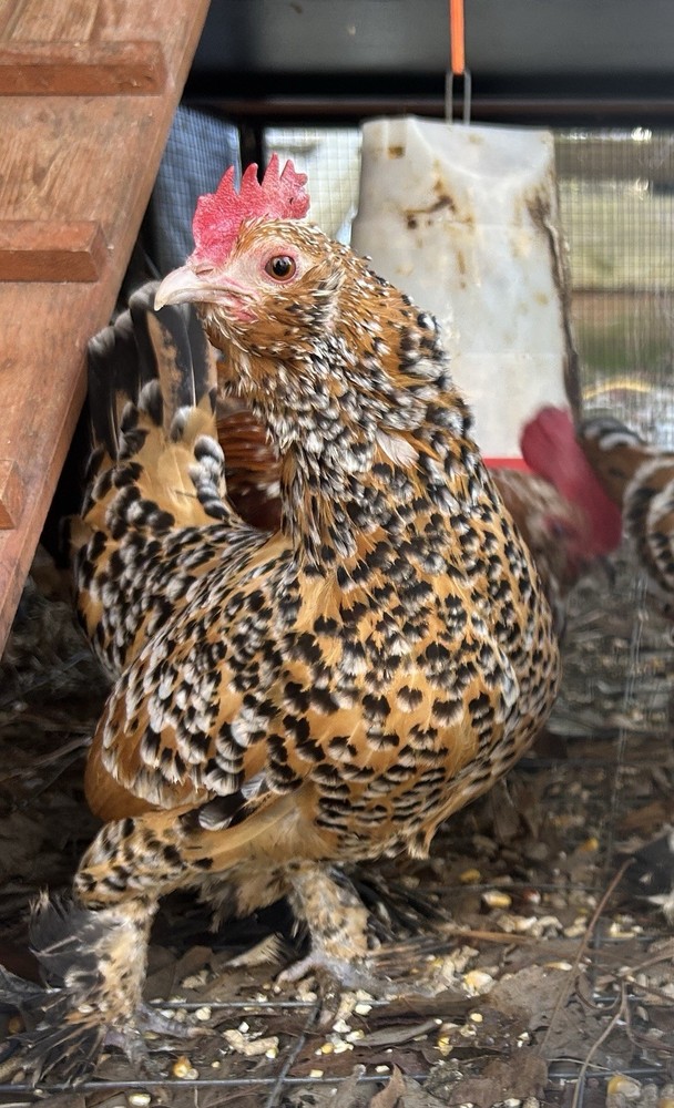 Belgian Bearded Mille Fleur D’Uccle Hatching Eggs 6 Plus 1