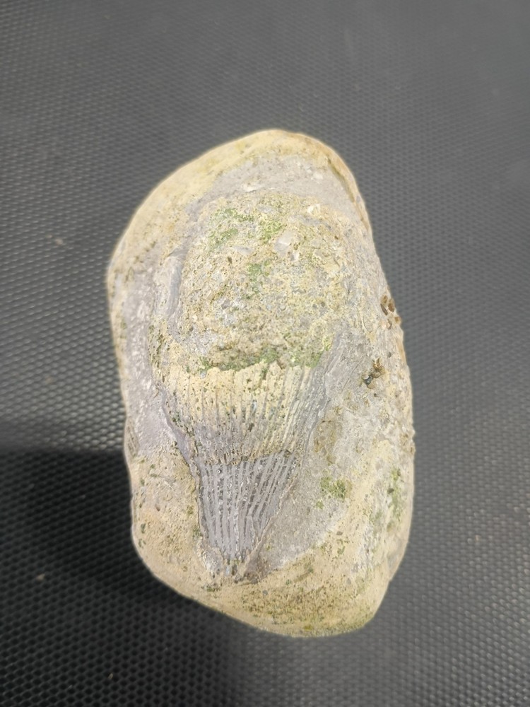 Fossil specimen containing multiple marine invertebrates