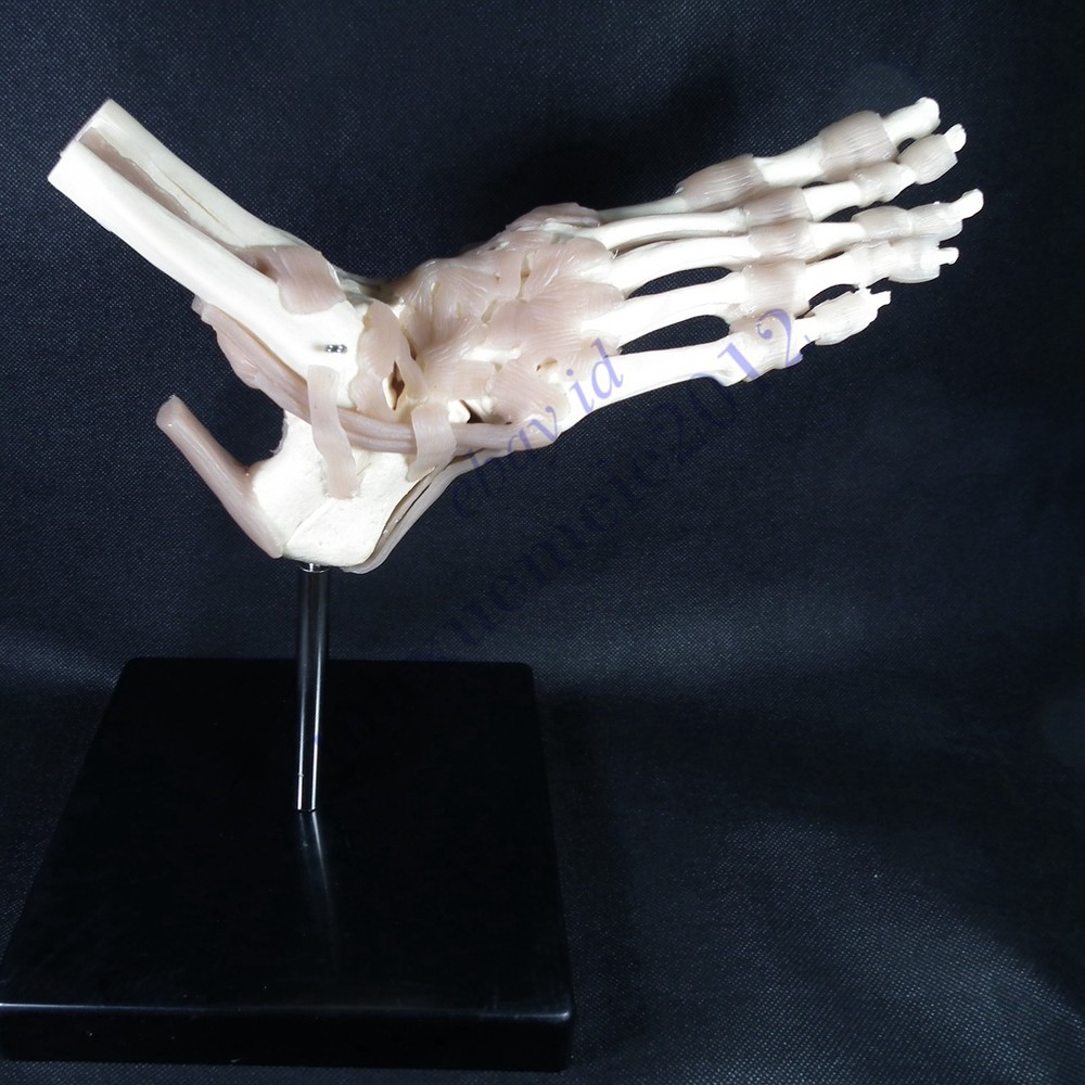 RS Foot & Ankle Joint ligament Model functionl display teaching educat anatomy