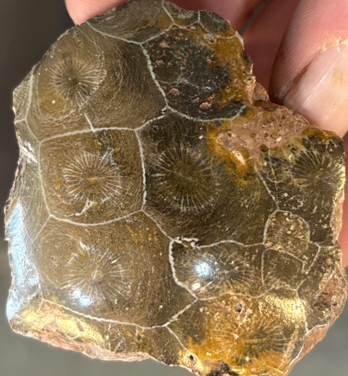 Petrified Coral End Polished