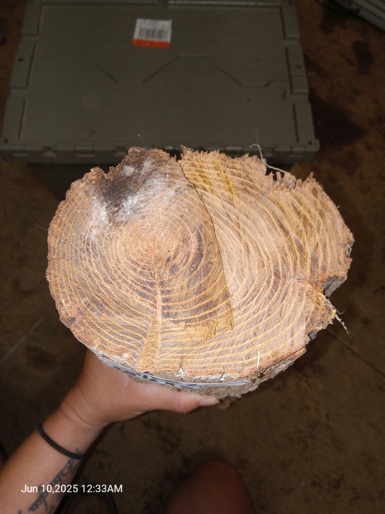 125 Year Old Ax Cut Fense Post