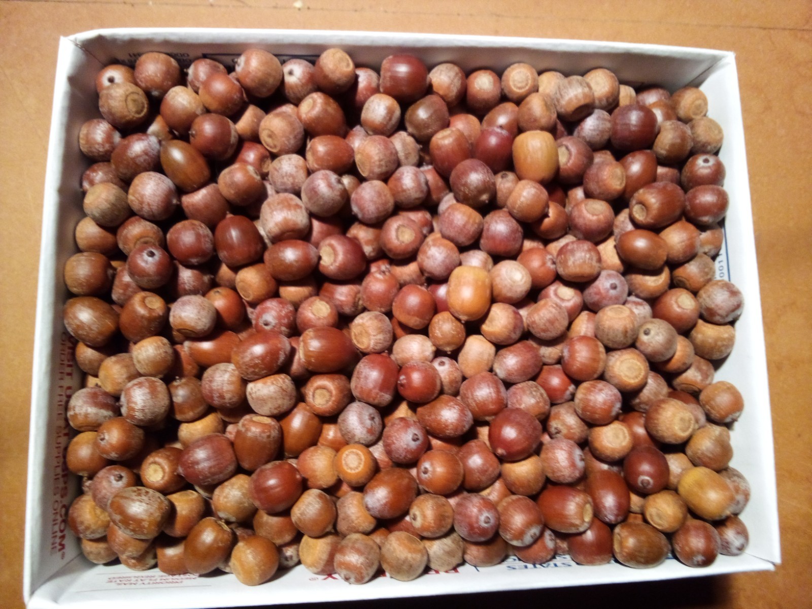 9 Plus Pounds of Acorns Wildlife Feed for Deer, Elk, Hogs, Birds, etc. Grade A