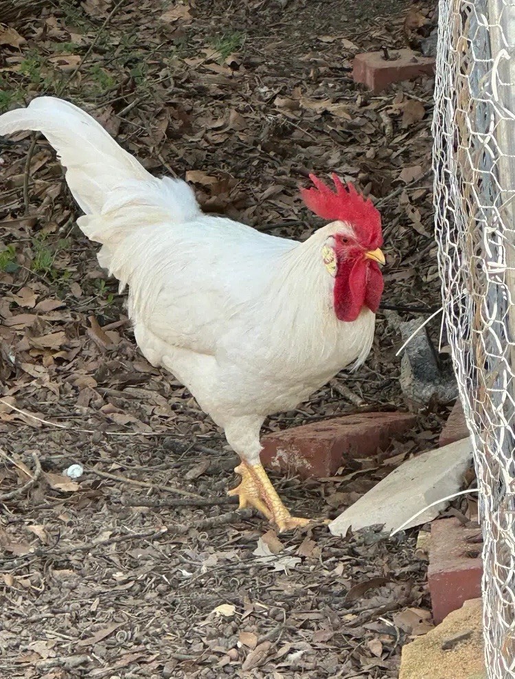White Leghorn 12+ hatching eggs(Read Description)