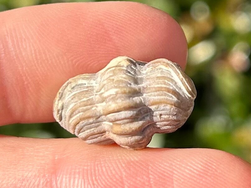 NICE Oklahoma Fossil Trilobite Paciphacops campbelli Devonian Bug Haragan Fm