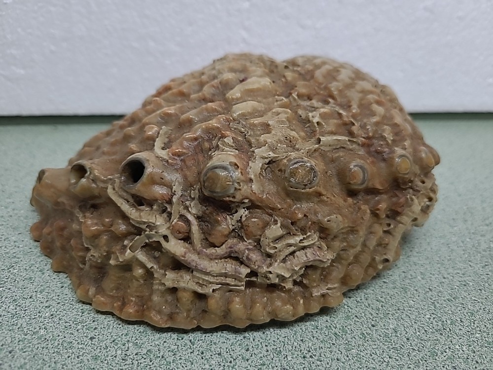 Large Antique Sea Shell