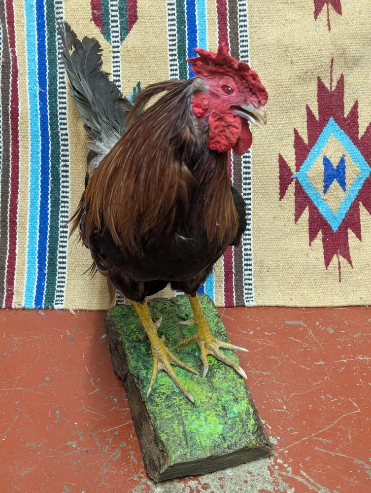 Beautiful Mounted Gamecock Rooster