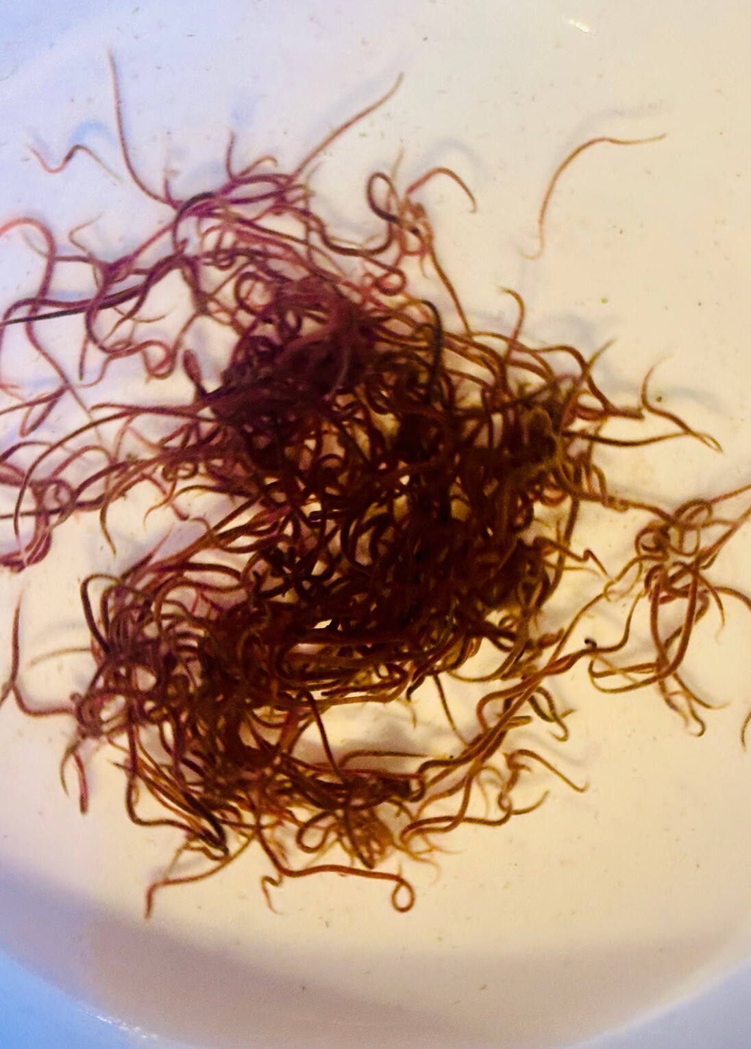 🪱💧  Live BLACKWORMS 25+ LIVE Food Blackworm - LIVE ARRIVAL GUARANTEE 💧🪱