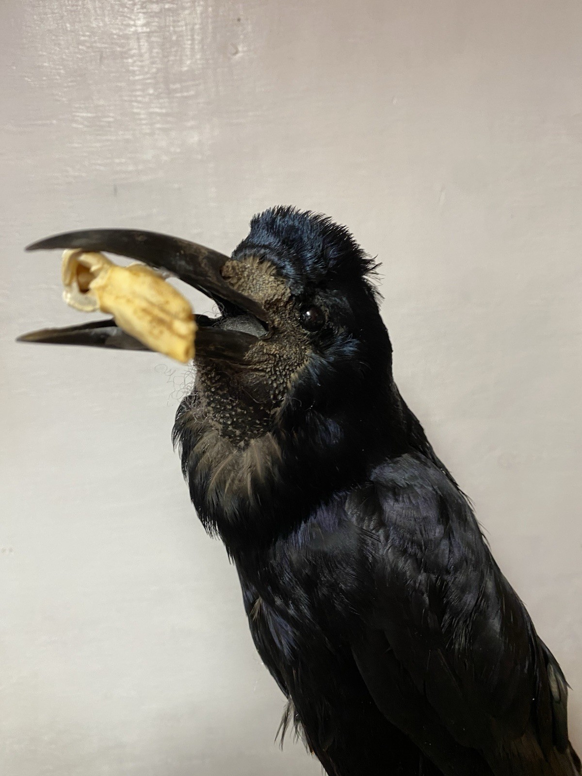 taxidermy ROOK Bird