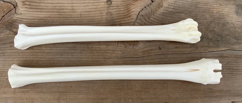 2 Deer Leg Cannon Bones Metacarpal Metatarsal