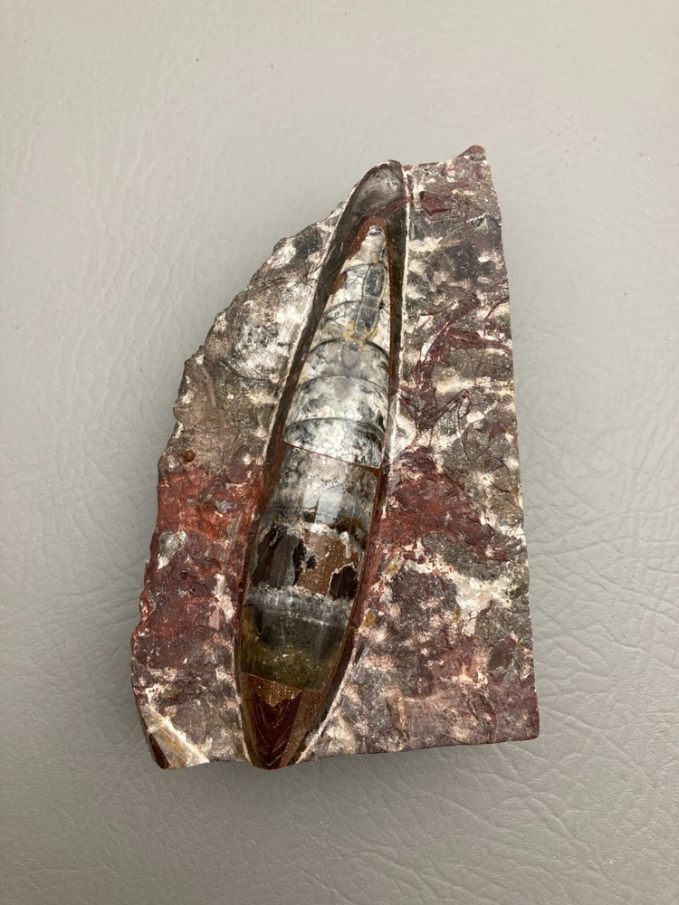 Fossil Orthoceras Bookends