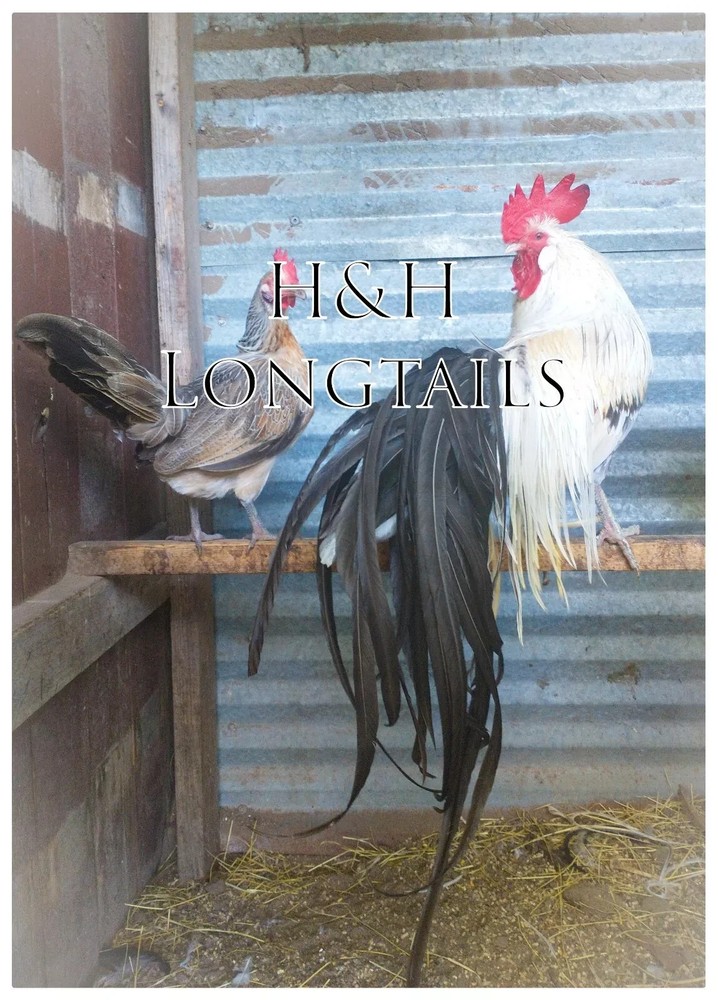 6+ Assorted color Phoenix longtail Chicken hatching eggs L@@K!