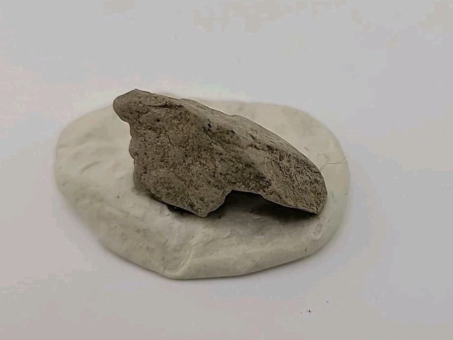 Fossil Raptor Claw