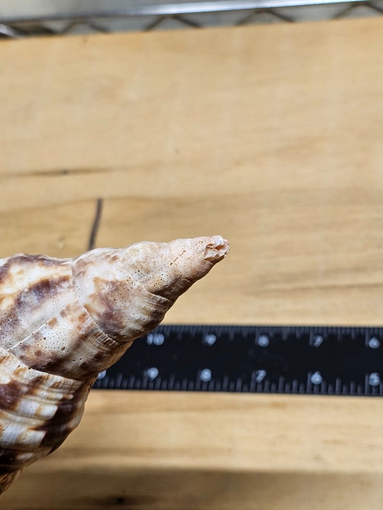 Large Triton Decorative Shell Seashell Table Top Centerpiece 7-8"