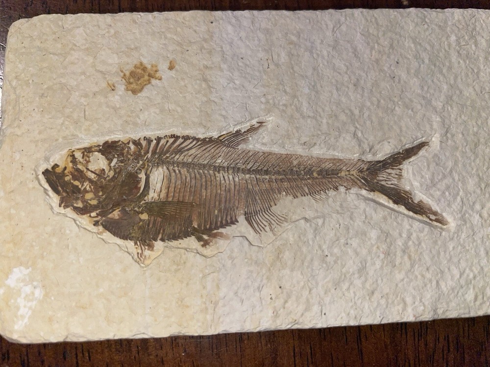 Fossilized Herring Fish Green River Formation Perfect Condition