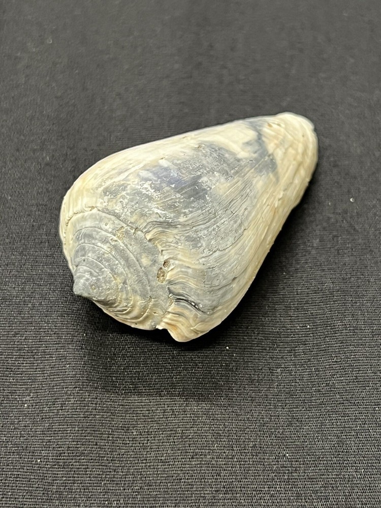 RARE Fossilized CONE Shell From Central Florida - Pliocene Era.