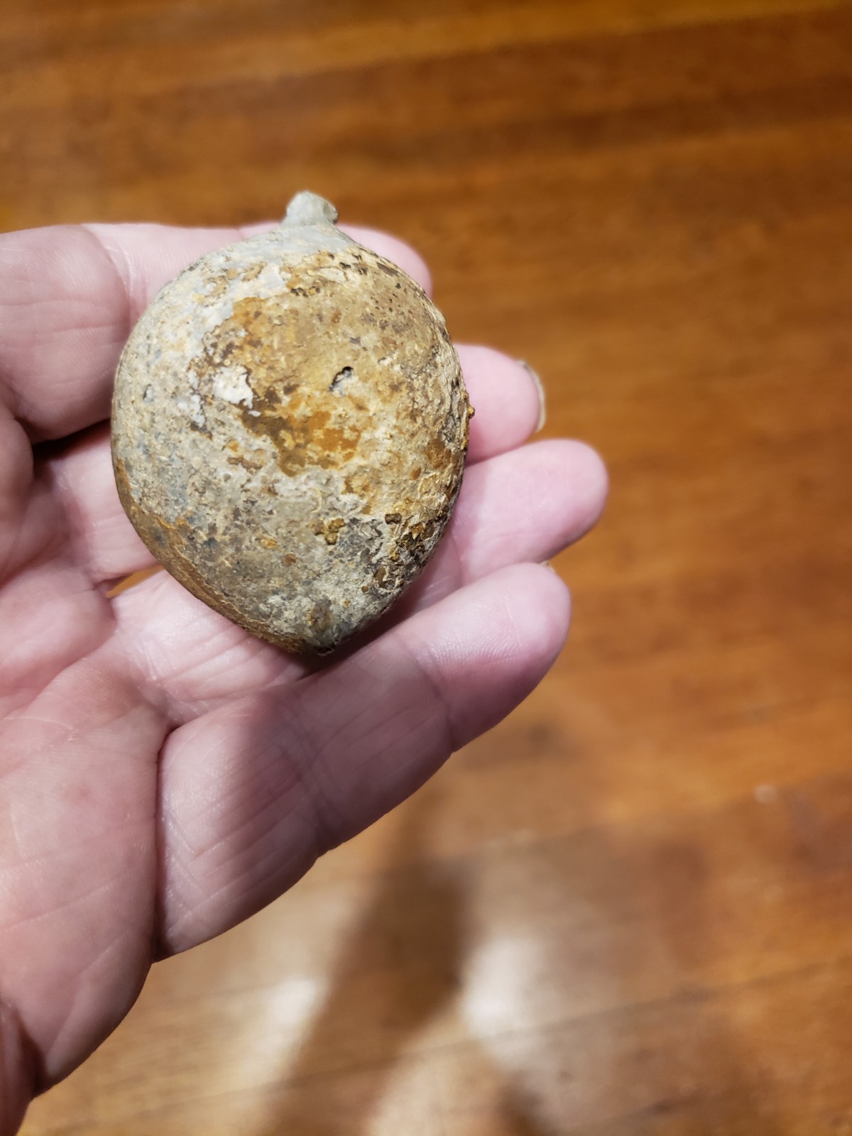 Huge Museum FOSSIL Cystoid Echinosphaerites aurantium 2.25"! Crinoid Trilobite !