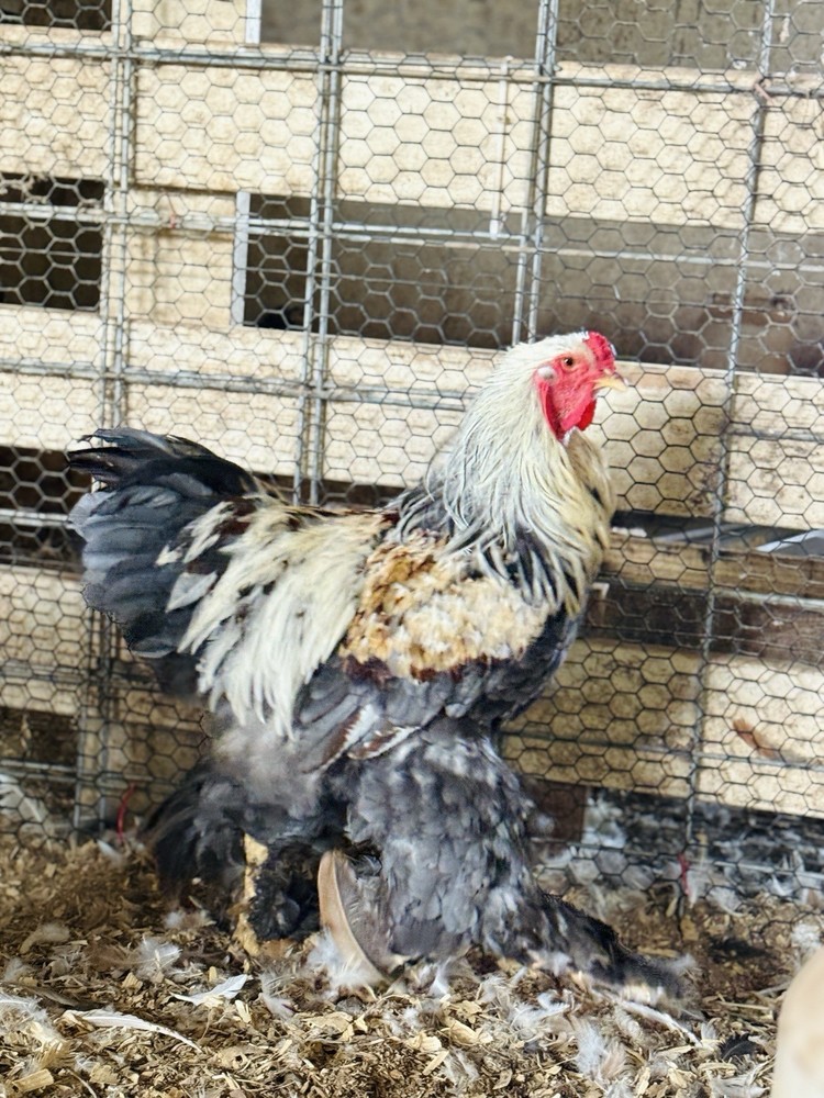 12++ Blue Salmon Brahma Hatching Eggs