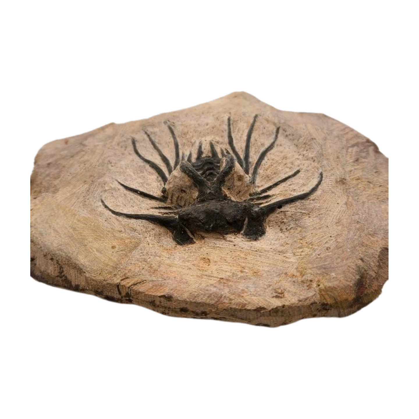 Dicranurus Trilobite Fossil