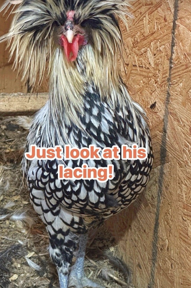12 Polish Chicken Hatching Eggs (NPIP Certified)