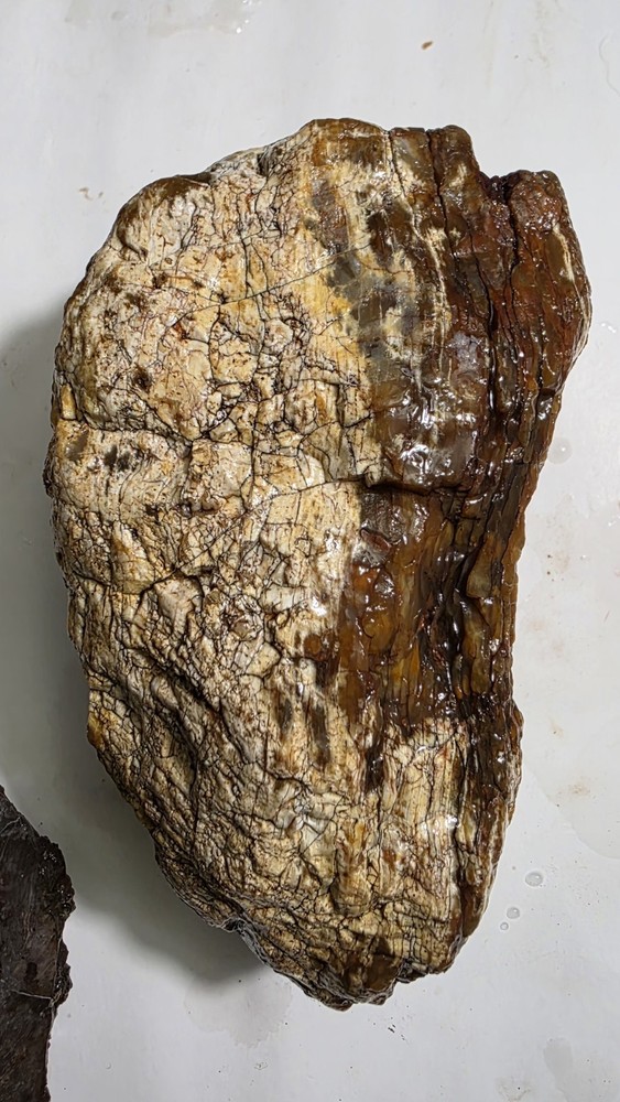 petrified wood log