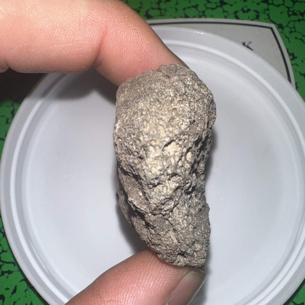 Unknown Fossil