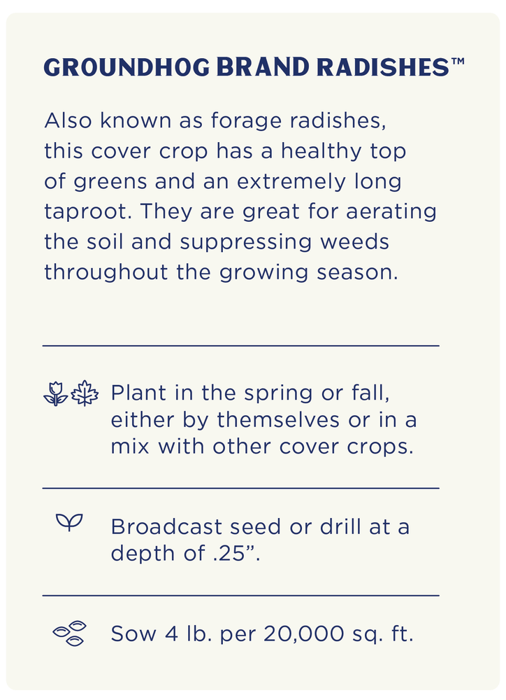 Groundhog Radish, Cover Crop Seeds