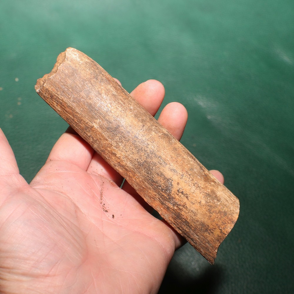 Dinosaur Rib Section Bone Fossil - Authentic - Hell Creek Formation - Gorgeous