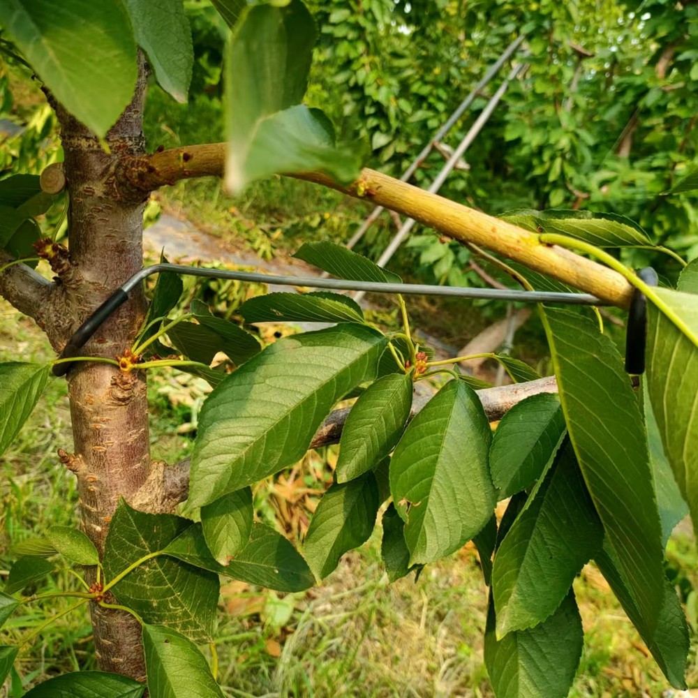 Fruit Tree Branch Limb Spreader 20PCS Limb Spreader Versatile Durable Solutio...