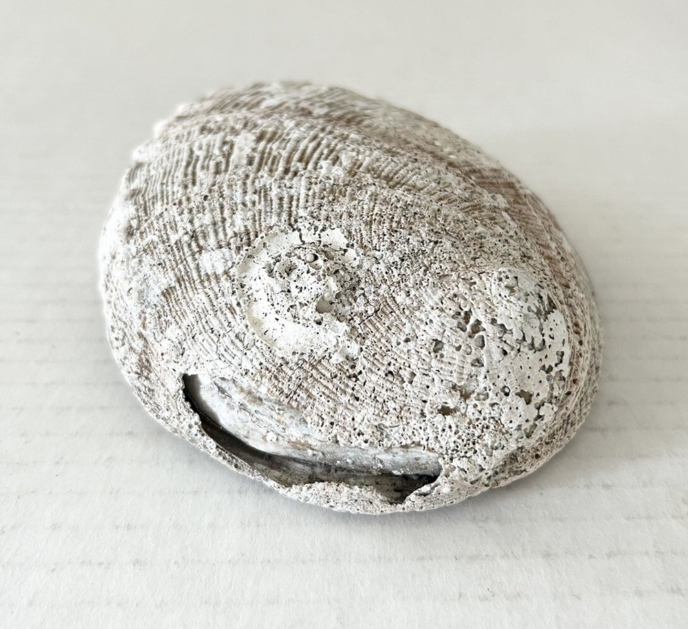 Large Natural Abalone Shell