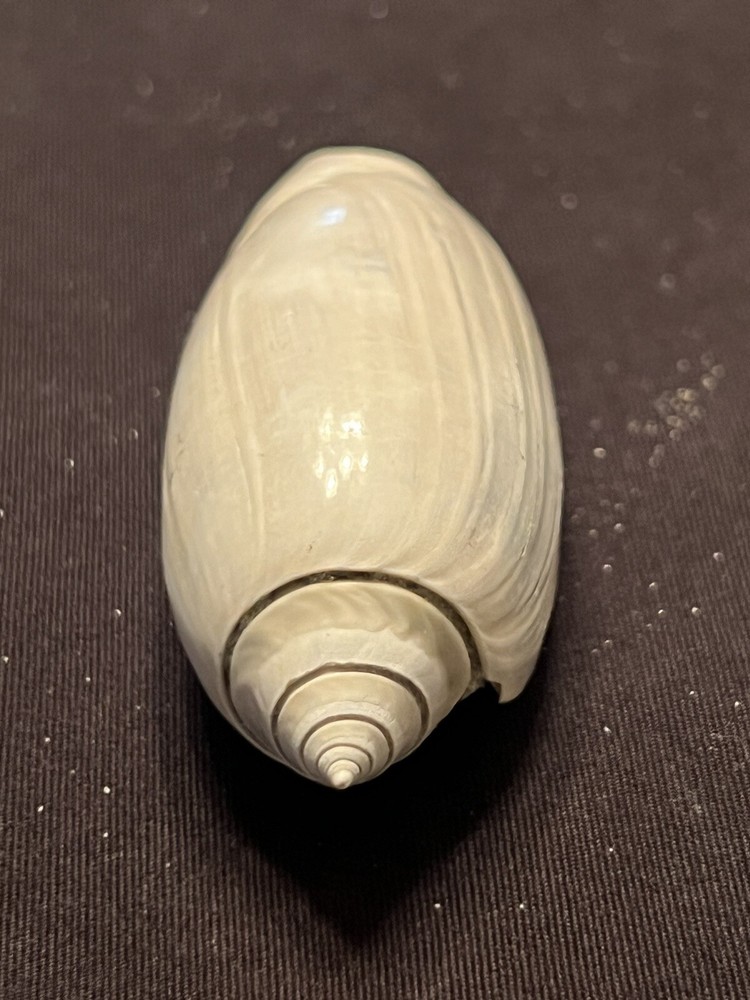RARE Fossilized OLIVE Shell From Central Florida & BONUS Shell.