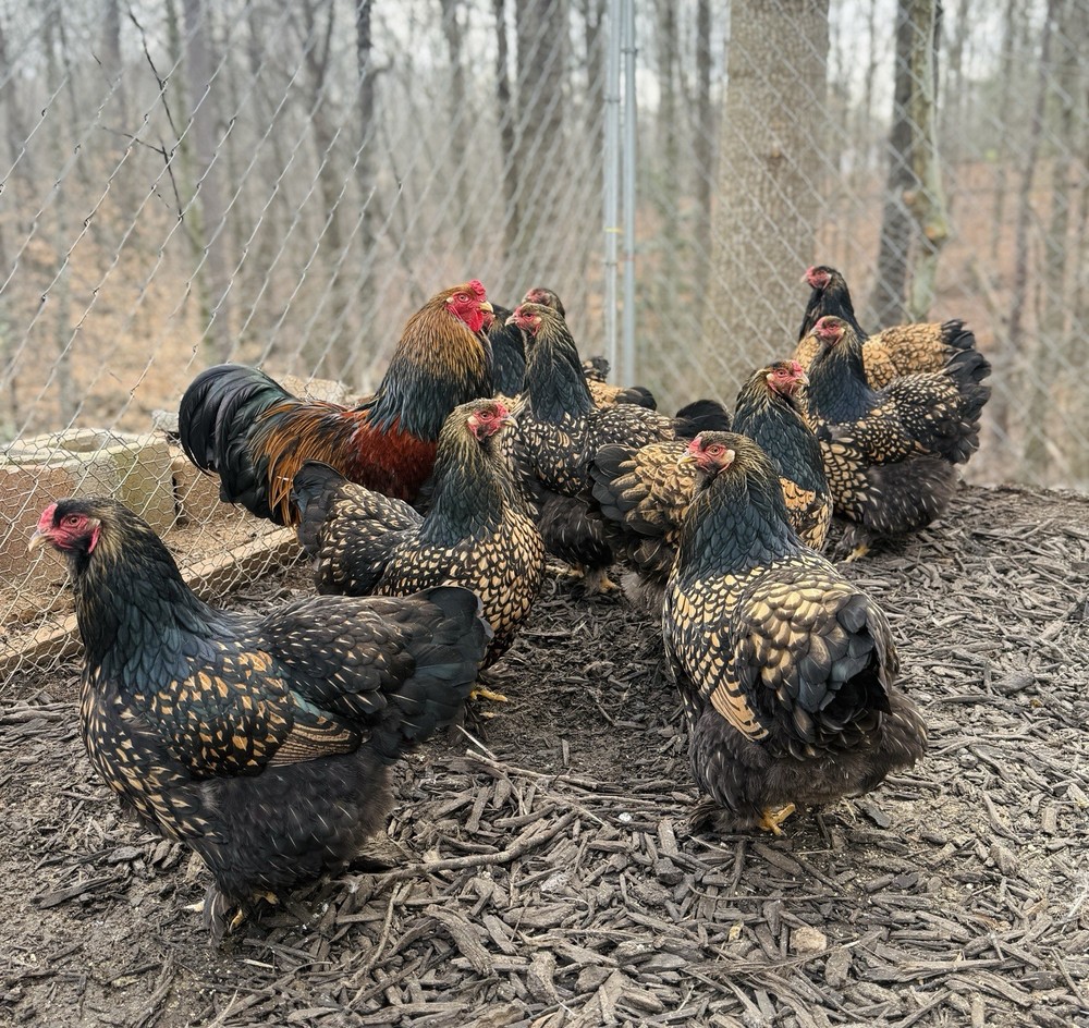 12++ Gold Laced Brahma Hatching Eggs