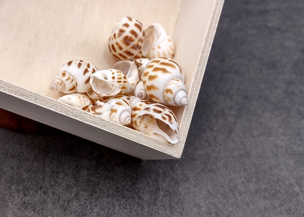 Areola Babylon Seashells Tan Spotted (15 shells approx. 0.75+ inches)