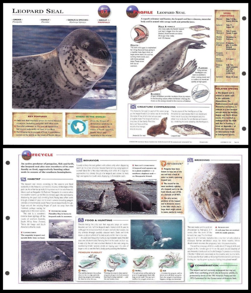 Fold-Out Sheet - Leopard Seal - 82