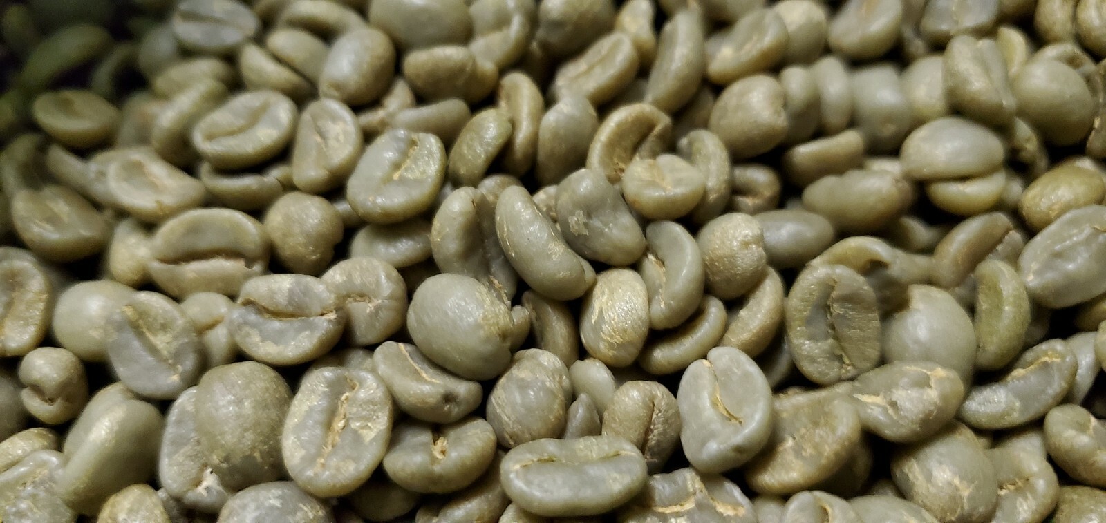5 LB COSTA RICA, COSTA RICAN, UNROASTED GREEN COFFEE BEANS FIVE POUND - ARABICA
