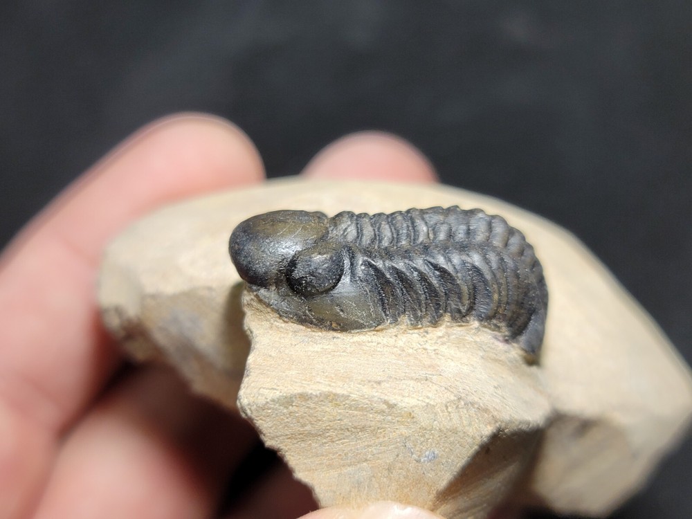Nice Reedops Trilobite from the Devonian of Morocco