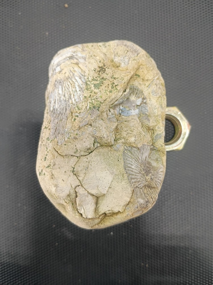 Fossil specimen containing multiple marine invertebrates