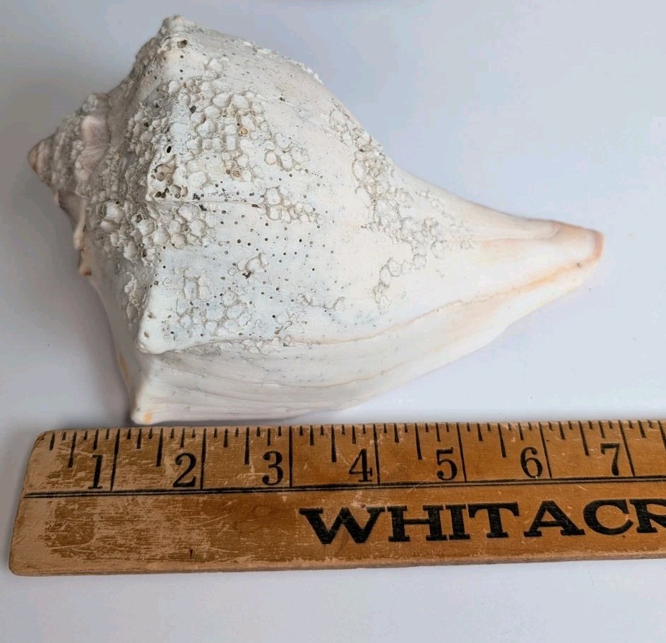 2 Large Lightning Whelk 10” Fossilized Seashell Beach Decor